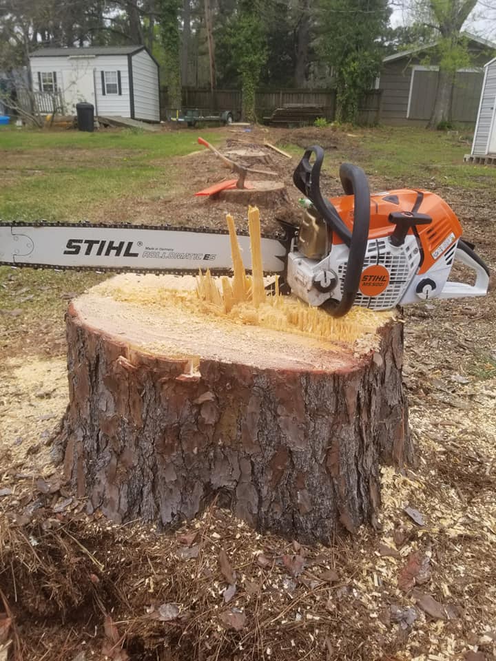 A Stihl chainsaw resting on a freshly cut tree stump.