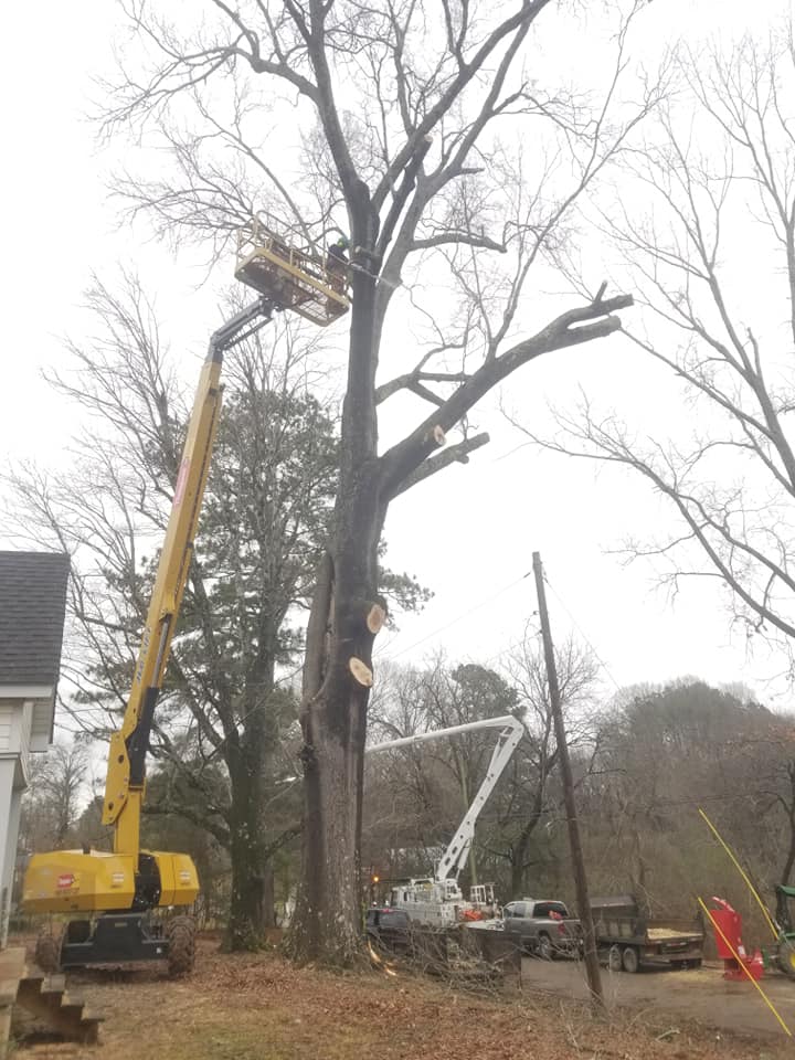 A worker in a bucket lift trims the branches of a tall, leafless tree.