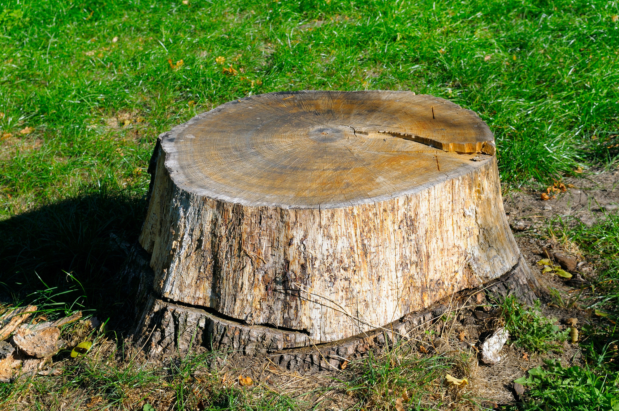 A tree stump in a grassy field.