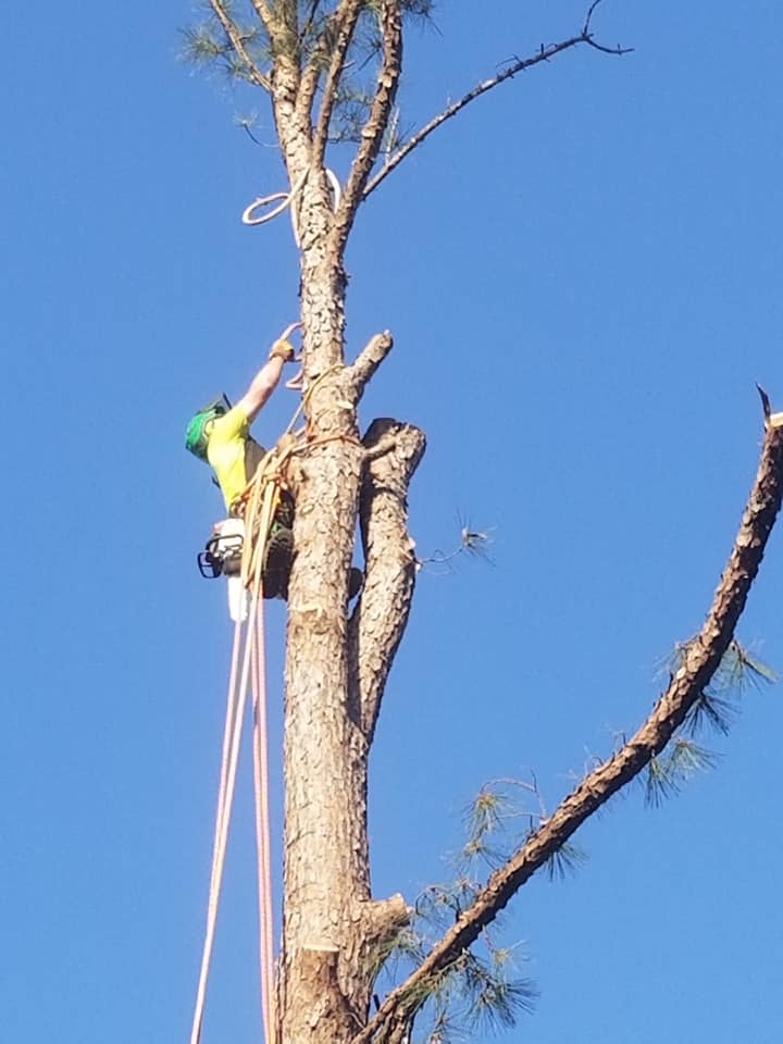 An arborist in a safety harness climbing and pruning a tall pine tree.