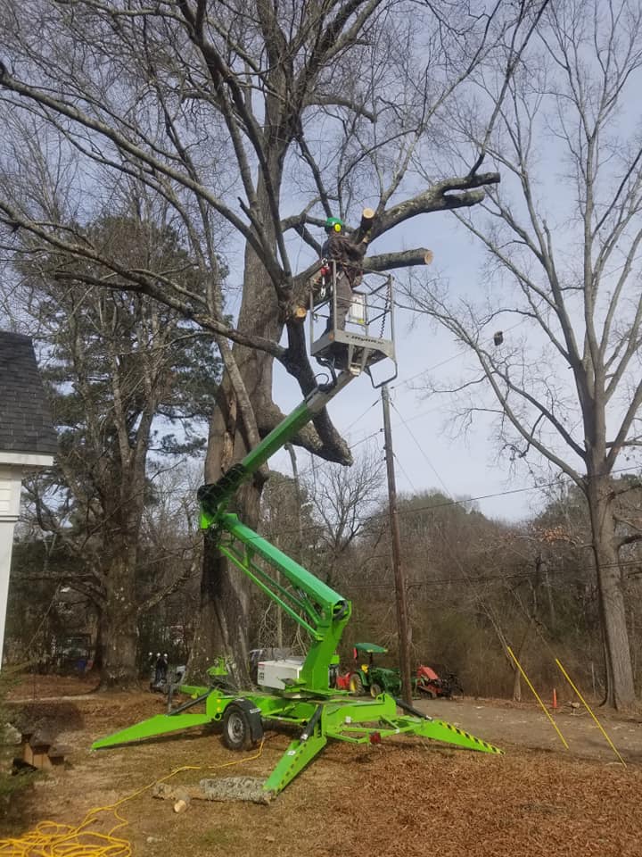 An arborist in a bucket truck pruning a large, leafless tree.