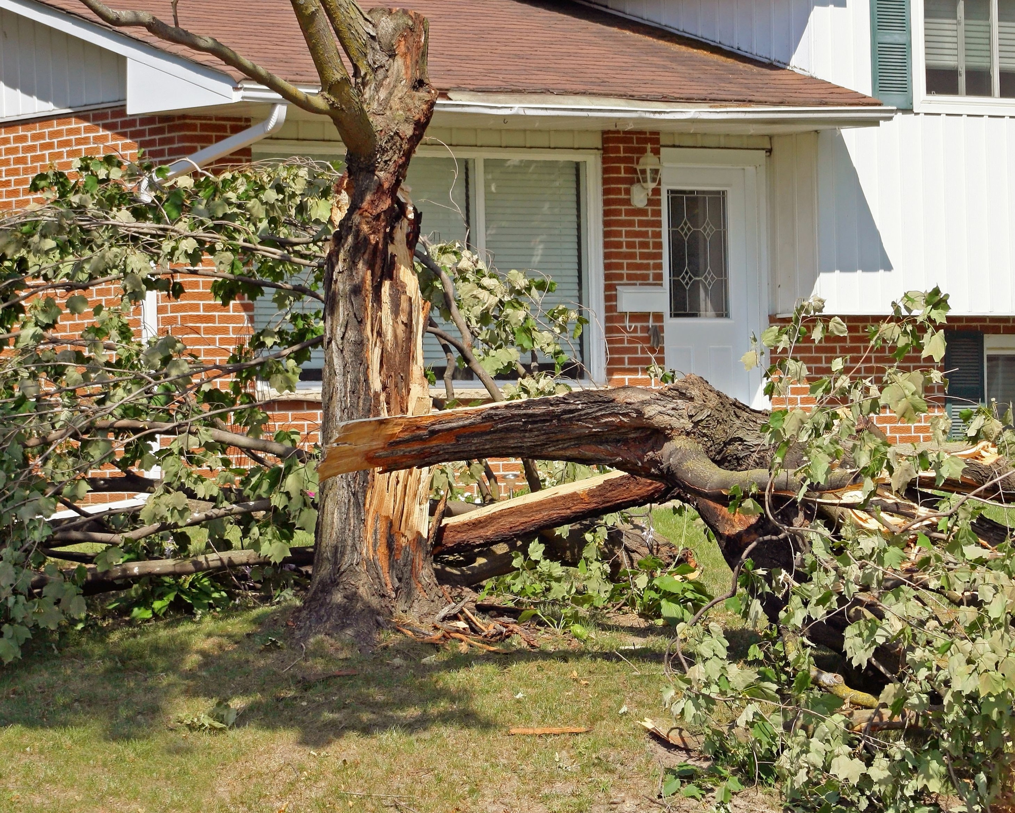 A large tree broken in half and fallen in the front yard of a house.