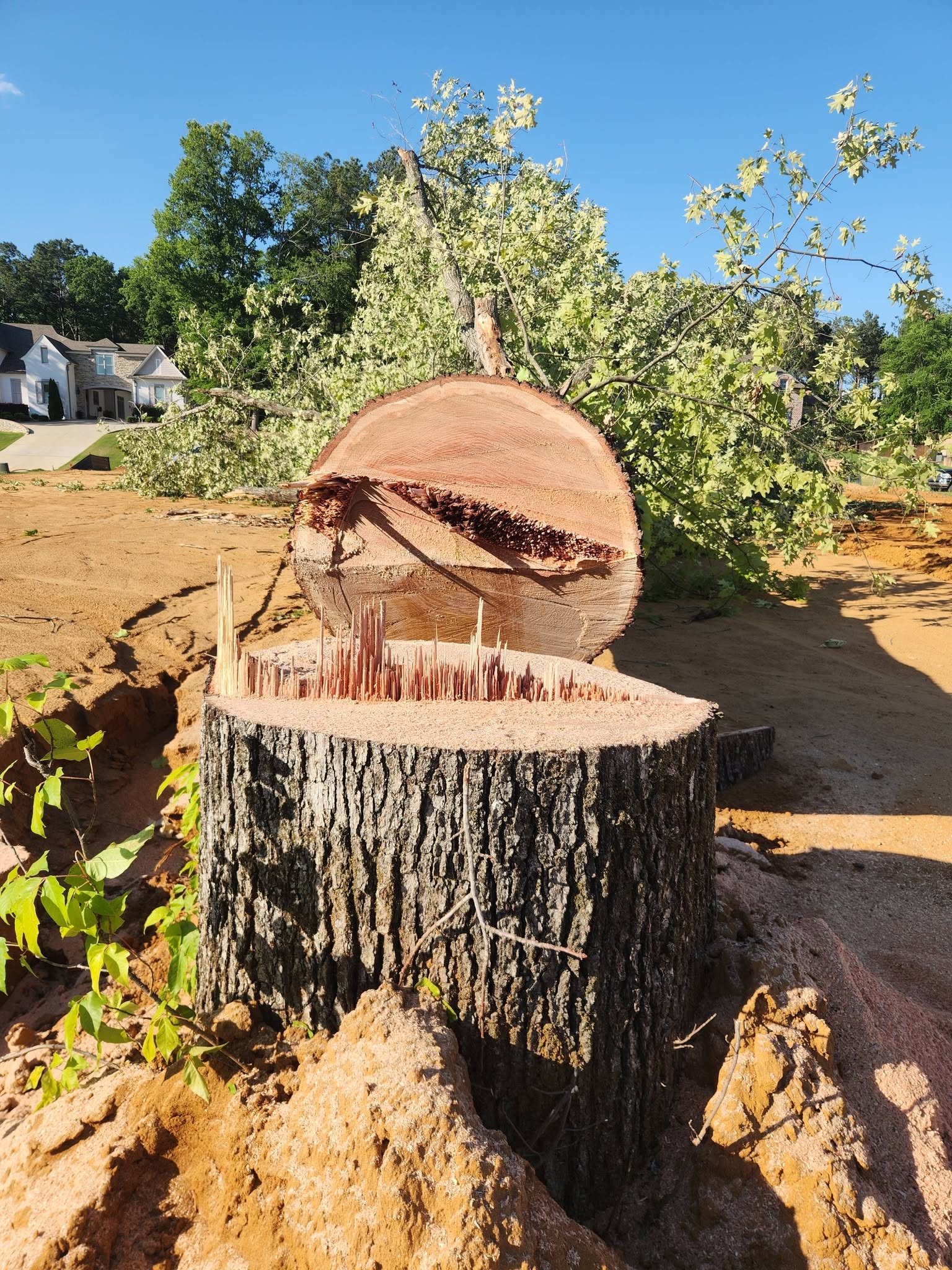 A large tree stump with a freshly cut trunk section resting on top of it, situated in a dirt clearing with a house in the background.